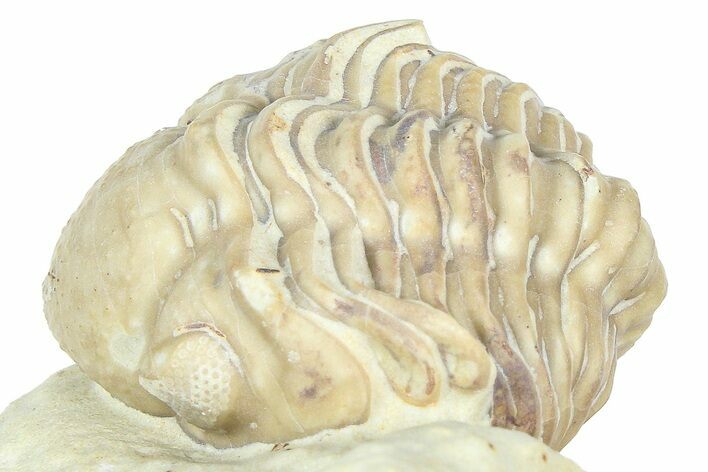 Curled Kainops Trilobite - Black Cat Mountain, Oklahoma #362994